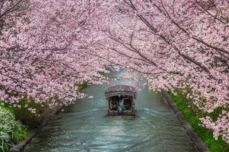 First Official Japan Cherry Blossom Dates Forecast